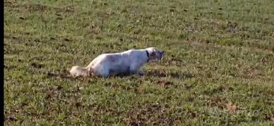 Setter Maschio