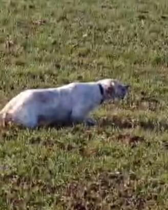 Setter Maschio