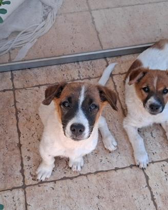 meticcio Jack russel