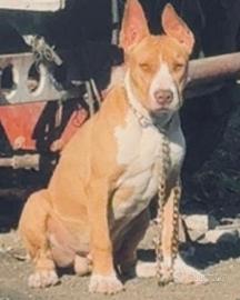 Cucciolo di razza di Pit bull