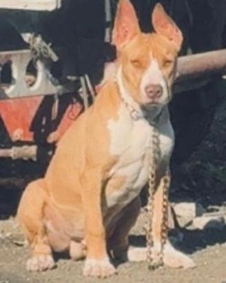 Cucciolo di razza di Pit bull