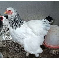 Galline Brahma Bianco Columbia orlato nero