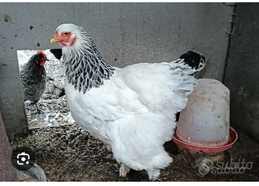 Galline Brahma Bianco Columbia orlato nero