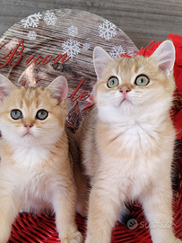 Gattini Scottish chinchilla gold