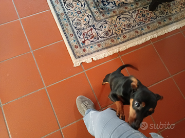 I pincher maschio mesi 6