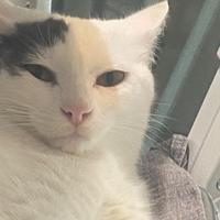 Gattina docile e dolcissima di un anno e mezzo