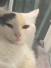 Gattina docile e dolcissima di un anno e mezzo