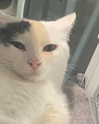 Gattina docile e dolcissima di un anno e mezzo