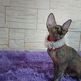 Sphynx cucciola pedigree Anfi