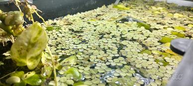 pianta salvinia natans