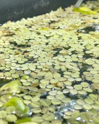 pianta salvinia natans