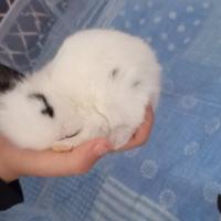 Coniglietta testa di leone