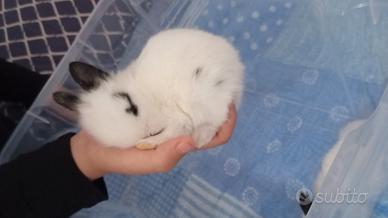 Coniglietta testa di leone