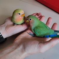 Inseparabili allevati a mano