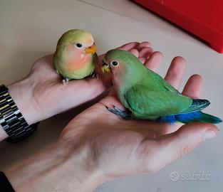 Inseparabili allevati a mano