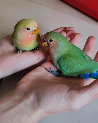 Inseparabili allevati a mano