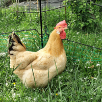 Bionda Piemontese