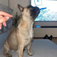 Bulldog francese MONTA