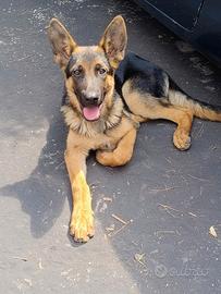 Cucciolo di Pastore Tedesco 