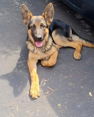 Cucciolo di Pastore Tedesco 
