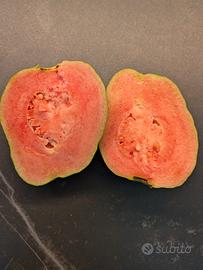 Pianta di guava rosa, Psidium guaja, guayaba