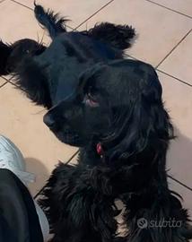 Cocker