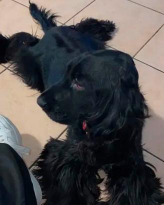 Cocker