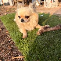 Chihuahua da monta