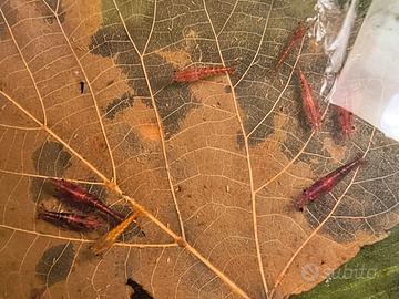 Caridine agulte colori wild