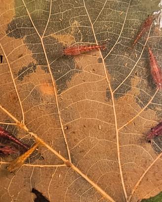 Caridine agulte colori wild