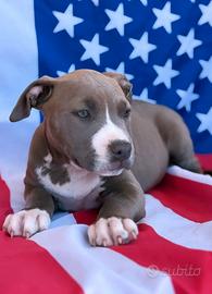American Staffordshire Terrier