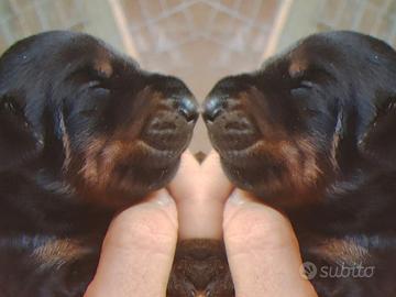 Dobermann cuccioli