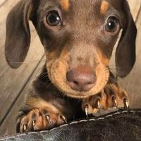 OLIVER BASSOTTO NANO 50 euro mese