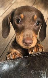 OLIVER BASSOTTO NANO 50 euro mese