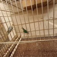 Inseparabili