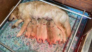 Cuccioli Golden Retriever