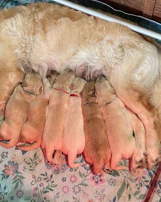 Cuccioli Golden Retriever