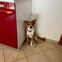 Cane meticcio di mezza taglia di anni 1