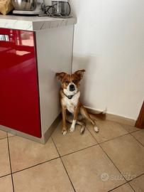 Cane meticcio di mezza taglia di anni 1