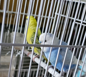 Coppia riproduttiva cocorite