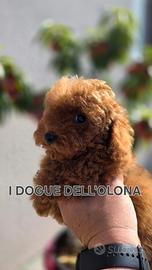 Barbone toy