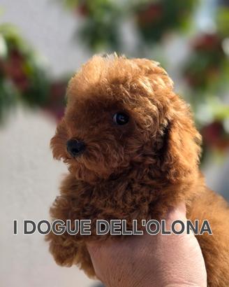 Barbone toy