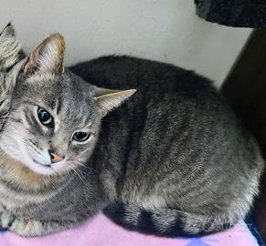 Gatto in adozione