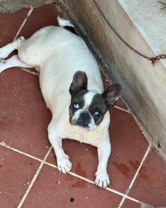 Buldog francese merlé