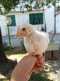 Galline ornamentali