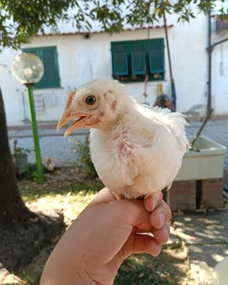 Galline ornamentali
