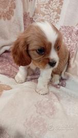 Cavalier king