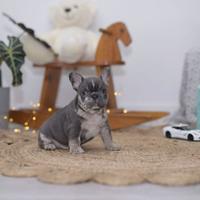 Cuccioli di bulldog francesi merle maschi