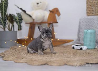 Cuccioli di bulldog francesi merle maschi