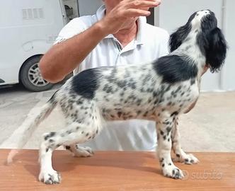 Setter Inglese